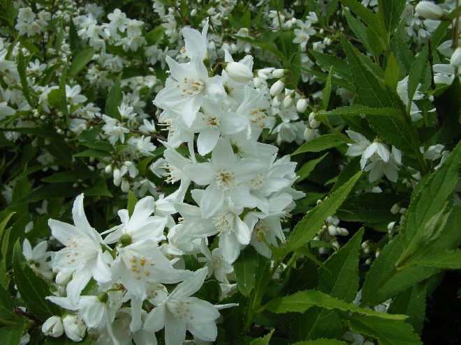 Deutzia gracilis Bruidsbloem