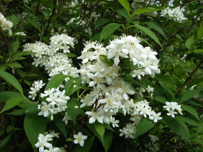 Deutzia lemoinei Bruidsbloem