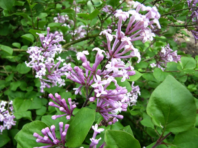 Syringa meyeri 'Palibin' Sering