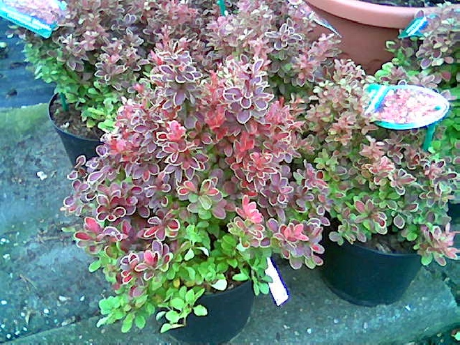 Berberis thunbergii 'Admiration' Zuurbes