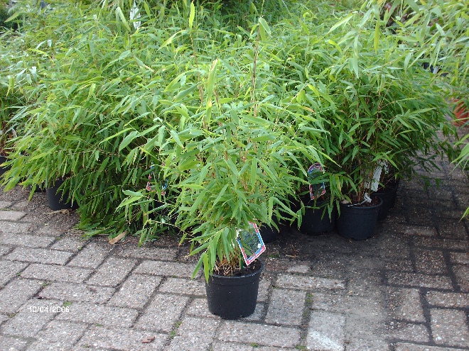 Fargesia murieliae Parasolbamboe, Groenblijvende Bamboe