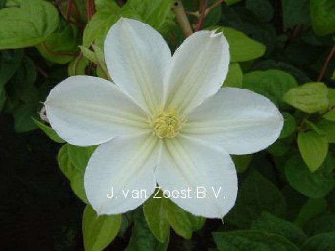 Clematis 'Mevrouw Le Coultre' Patens Groep