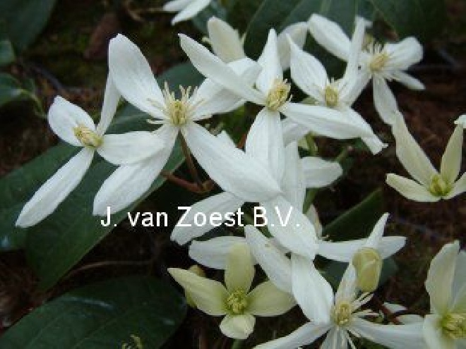 Clematis armandii Bosrank, Armandii groep