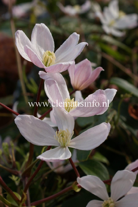 Clematis armandii 'Apple Blossom' Wintergroene Bosrank