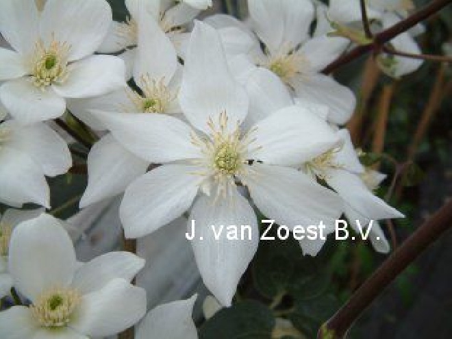 Clematis armandii 'Snowdrift' Bosrank