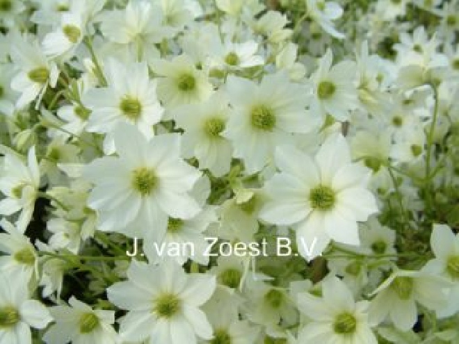 Clematis 'Early Sensation' Bosrank
