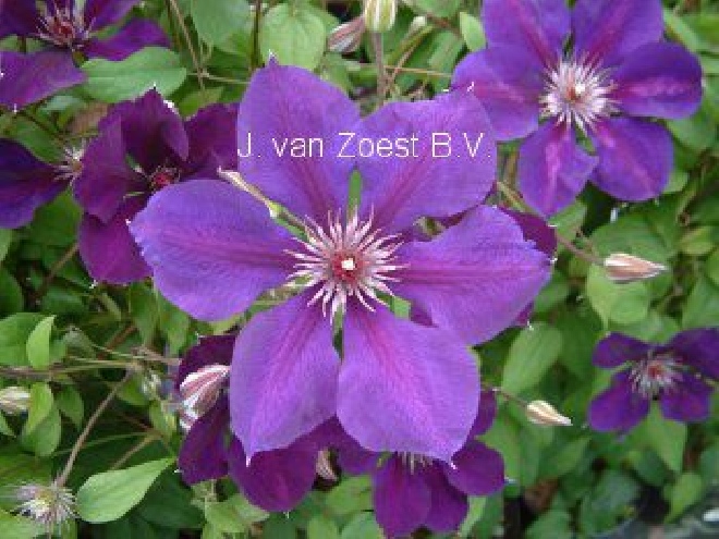 Clematis 'Gipsy Queen' Bosrank