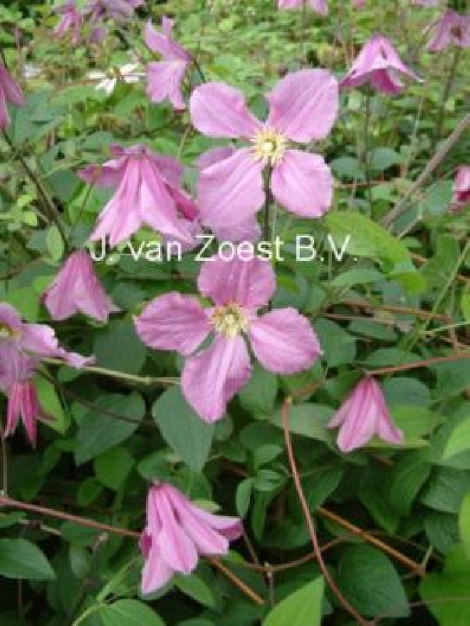Clematis 'Hendryetta' Diversifolia groep