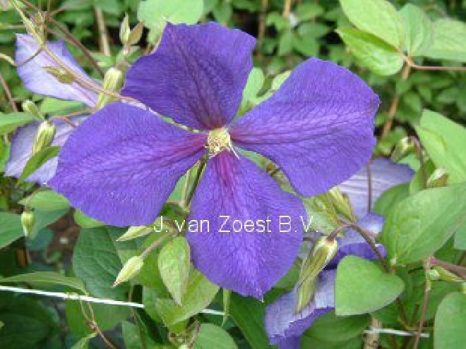 Clematis 'Jackmanii' Bosrank