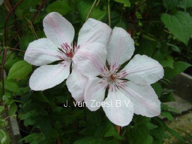 Clematis 'Jan Pawel II' (syn. Clematis 'John Paul II') Bosrank, Patens Groep