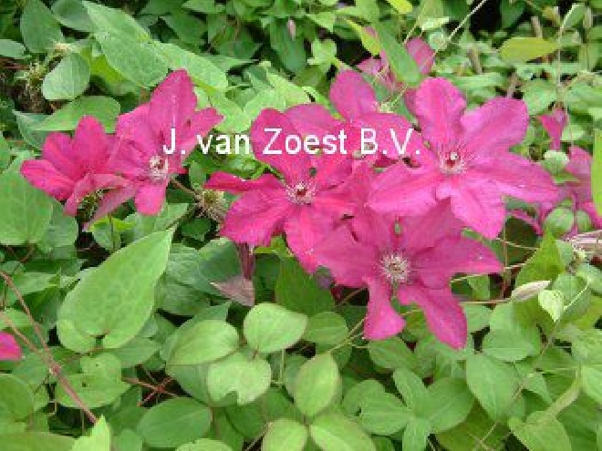 Clematis 'Kardynal Wyszynski' Bosrank