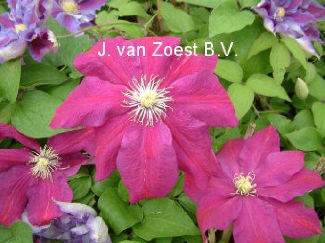 Clematis 'Sunset' Bosrank