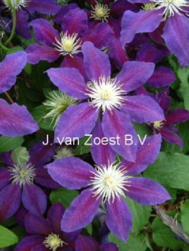Clematis 'The Vagabond' Bosrank