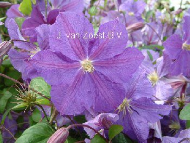Clematis 'Victoria' Jackmanii groep