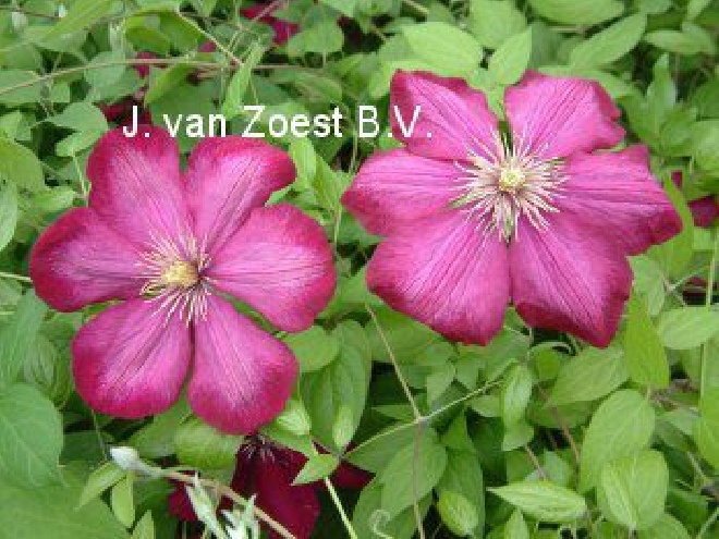 Clematis 'Ville de Lyon' Bosrank