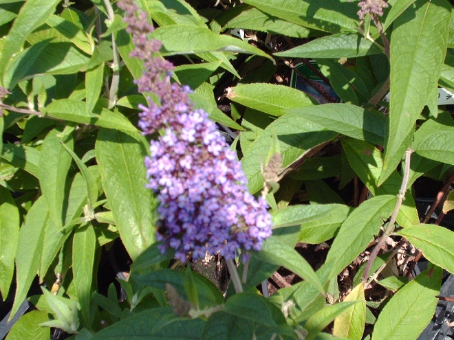 Buddleja davidii 'Ile de France' Vlinderstruik