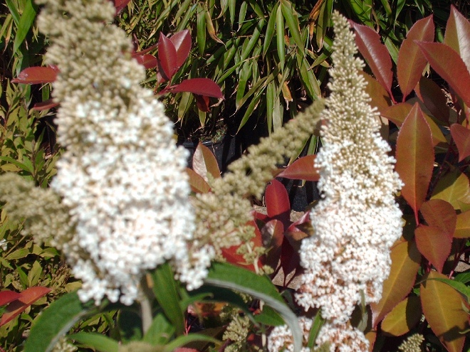 Buddleja davidii 'White Profusion' Vlinderstruik