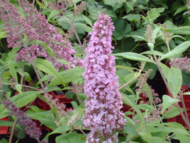 Buddleja davidii 'Pink Delight' Vlinderstruik