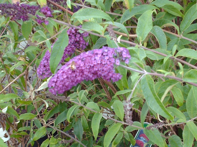 Buddleja davidii 'Royal Red' Rode Vlinderstruik