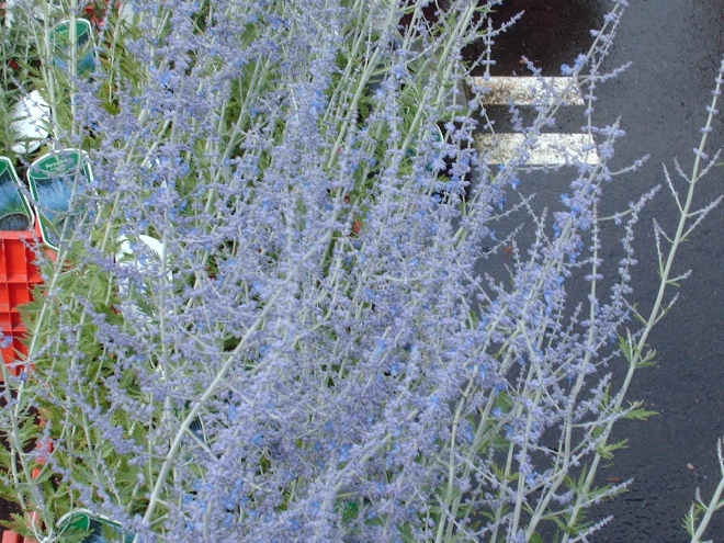 Perovskia atriplicifolia 'Lisslitt' (Lacey Blue) Reuzenlavendel, Russische Salie
