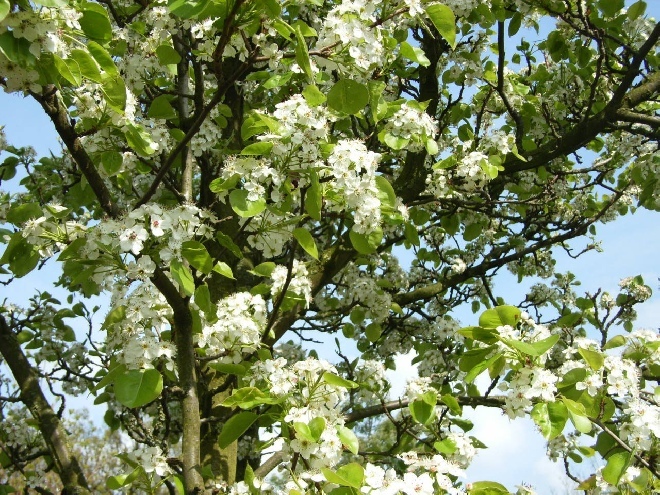 Pyrus calleryana 'Chanticleer' (Daksierpeer) Sierpeer Dakvorm