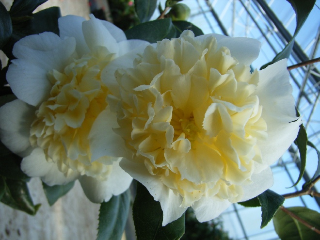 Camellia williamsii 'Jury's Yellow' (syn. Camellia japonica 'Yorri's Yellow') Camellia