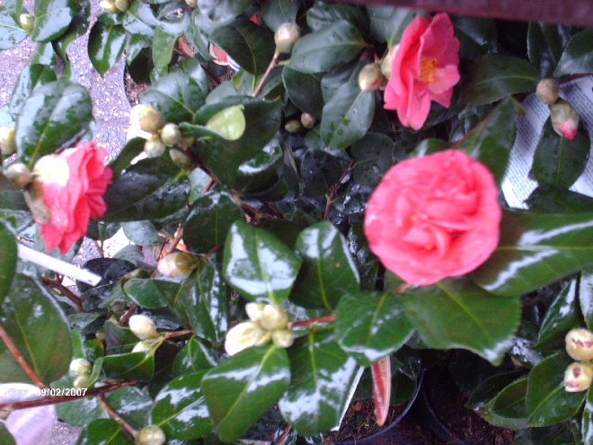 Camellia japonica 'Margherita Coleoni' (syn. 'Lady Campbell') Theestruik, Japanse Roos