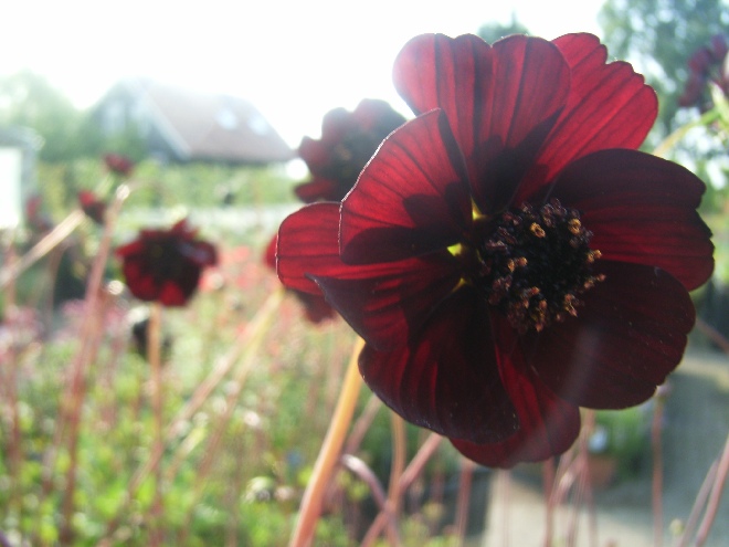 Cosmos atrosanguineus Chocoladeplant