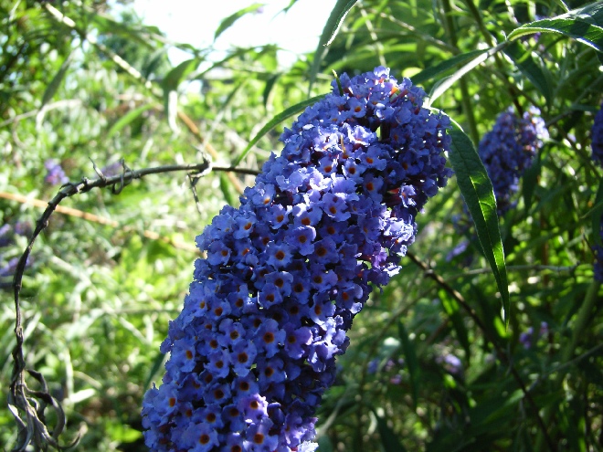 Buddleja davidii 'Nanho Blue' Vlinderstruik