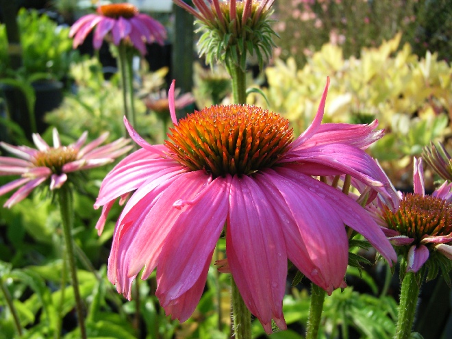 Echinacea purpurea 'Kim's Knee High' Rode Zonnehoed