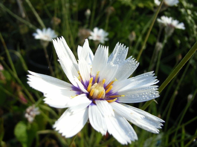 Catananche caerulea 'Alba' Witte Strobloem