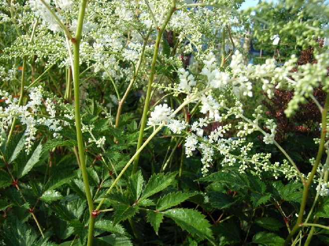 Astilbe 'Brautschleier'  Spirea