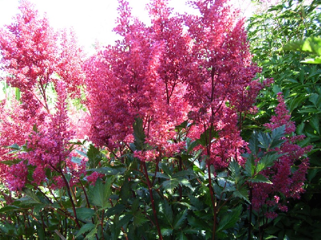 Astilbe 'Red Sentinel' Spirea
