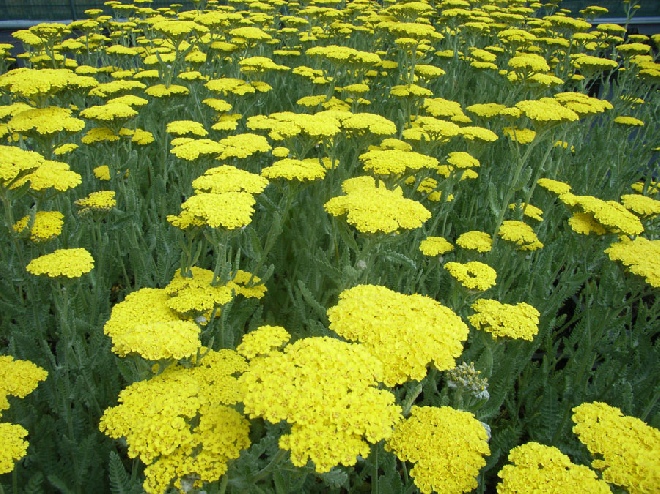 Achillea 'Moonshine' Duizendblad