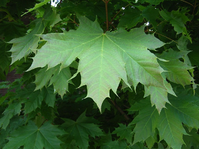 Acer platanoides 'Globosum' Bolesdoorn, Noorse Esdoorn
