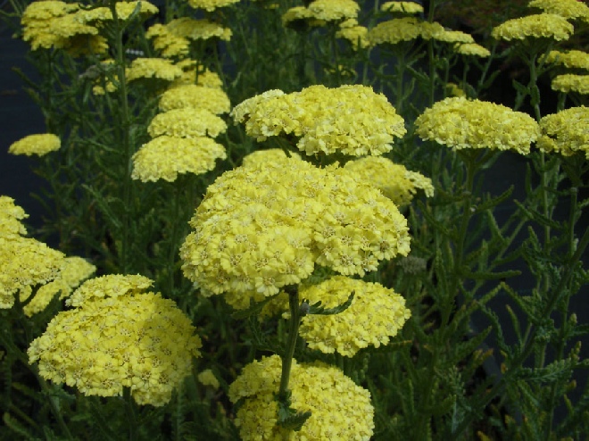 Achillea 'Taygetea' Duizendblad