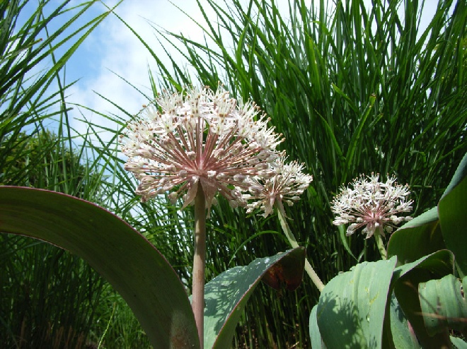 Allium karataviense Sierui