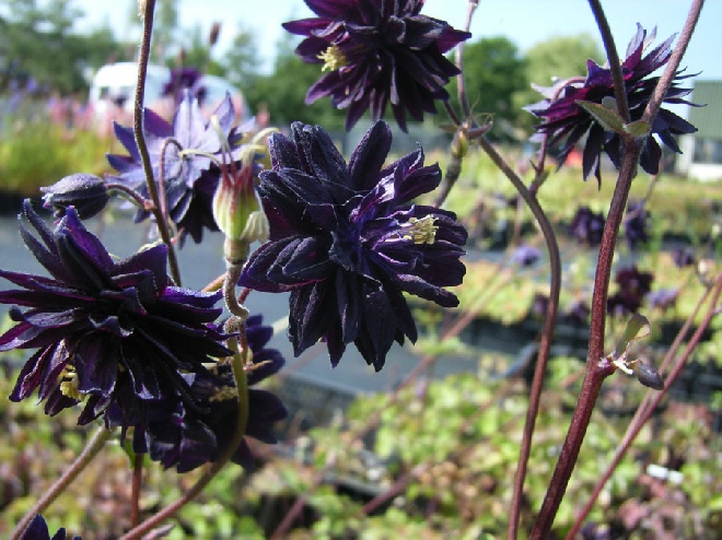 Aquilegia vulgaris 'Blue Barlow' Akelei