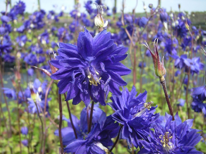 Campanula punctata 'Rubra' Klokjesbloem