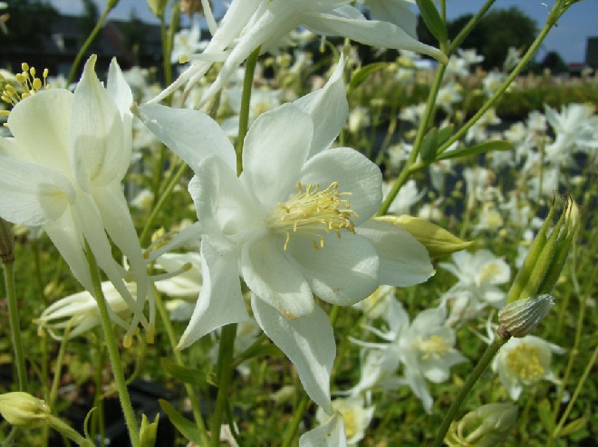 Aquilegia 'Snow Queen' (syn. aquilegia 'Schneekönigin') Akelei