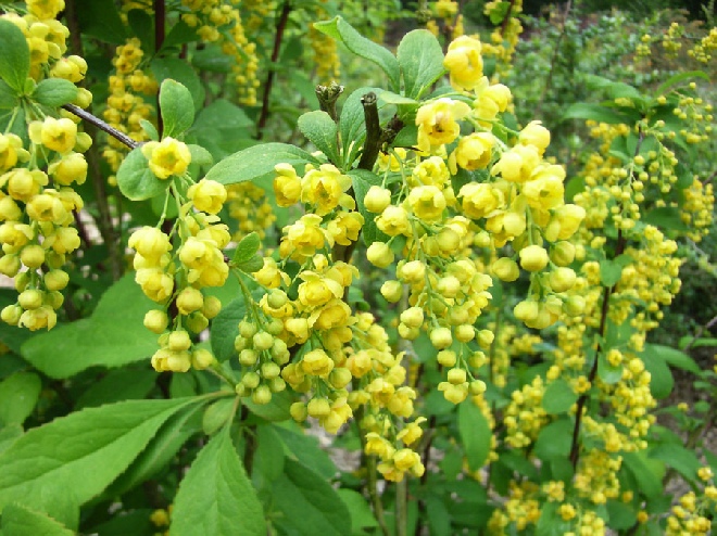 Berberis vulgaris Gewone Zuurbes