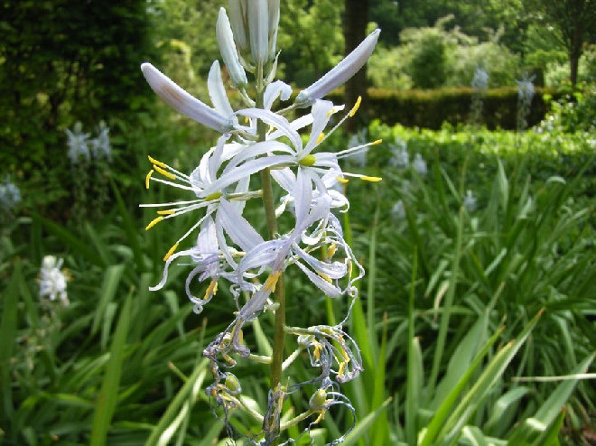 Camassia cusickii Prairielelie