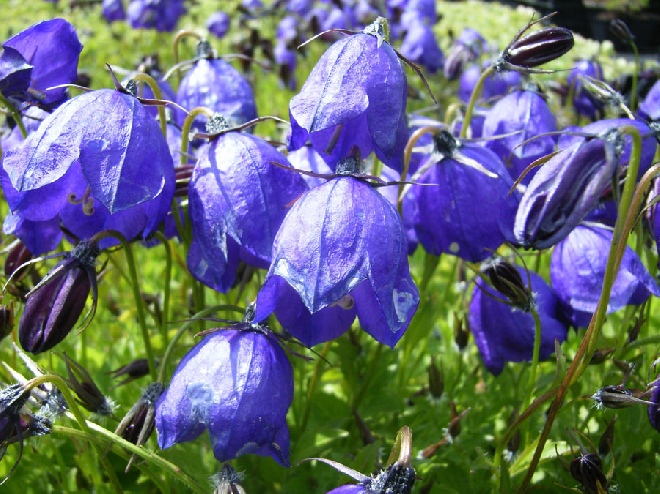 Campanula pulloides 'G.F. Wilson' Klokje