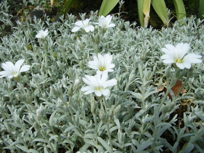 Cerastium tomentosum Viltige Hoornbloem