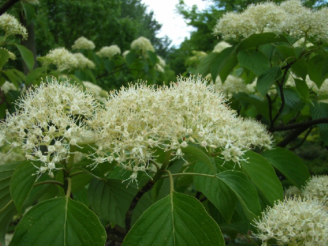 Cornus controversa Kornoelje