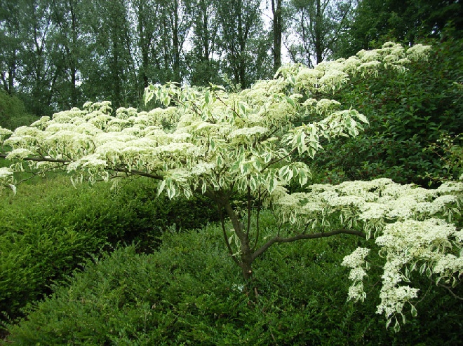 Cornus controversa 'Variegata' Bontbladige Kornoelje