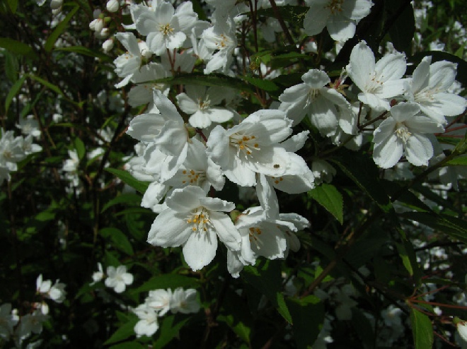 Deutzia rosea 'Campanulata'  bruidsbloem