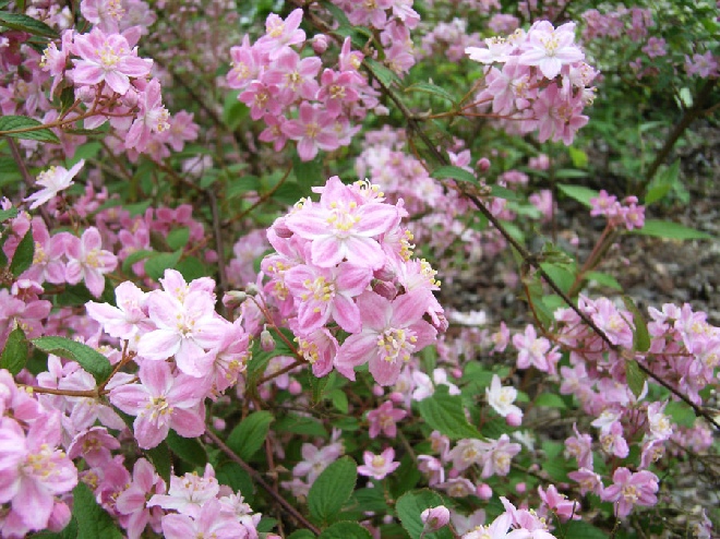 Deutzia elegantissima 'Rosealind' bruidsbloem