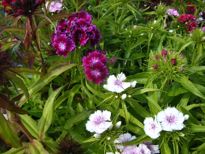 Dianthus barbatus Duizendschoon