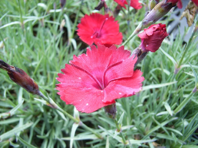 Dianthus gratianopolitanus 'Badenia' Anjer